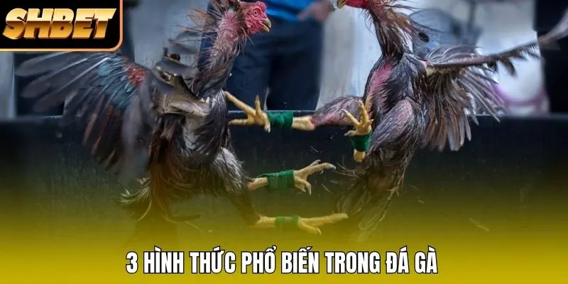 3 hình thức phổ biến trong đá gà 3 hình thức phổ biến trong đá gà