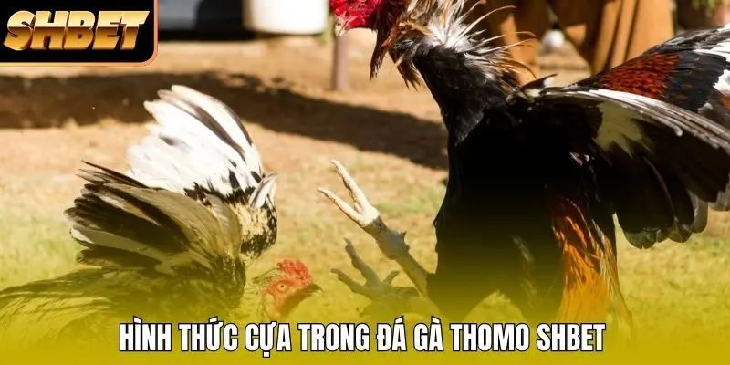 Hình thức cựa trong đá gà Thomo SHBET