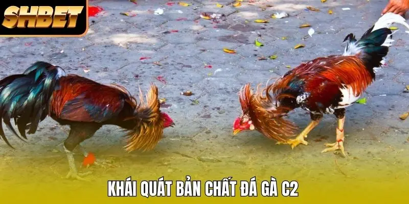 Khái quát bản chất đá gà C2 Khái quát bản chất đá gà C2