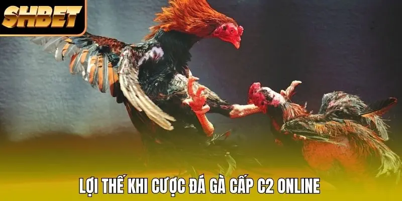 Lợi thế khi cược đá gà cấp C2 online Lợi thế khi cược đá gà cấp C2 online