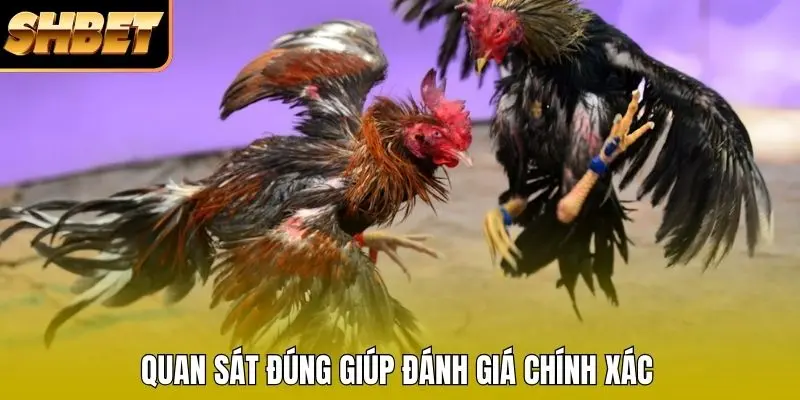 Quan sát đúng giúp đánh giá chính xác