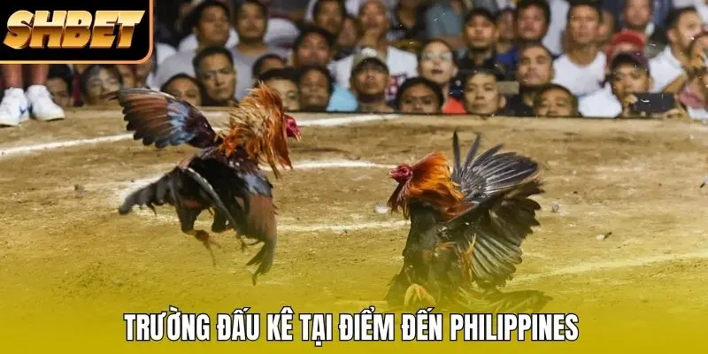 Trường đấu kê tại điểm đến Philippines